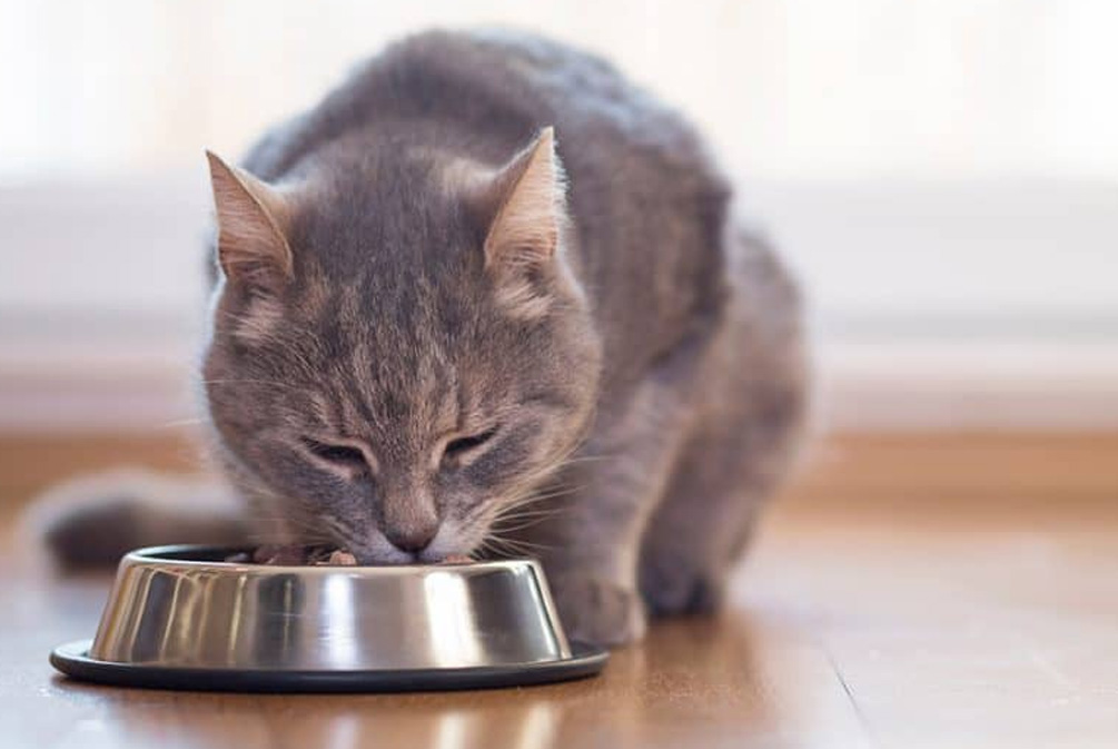 猫皮肤发痒怎么治疗,猫皮肤瘙痒用什么药膏