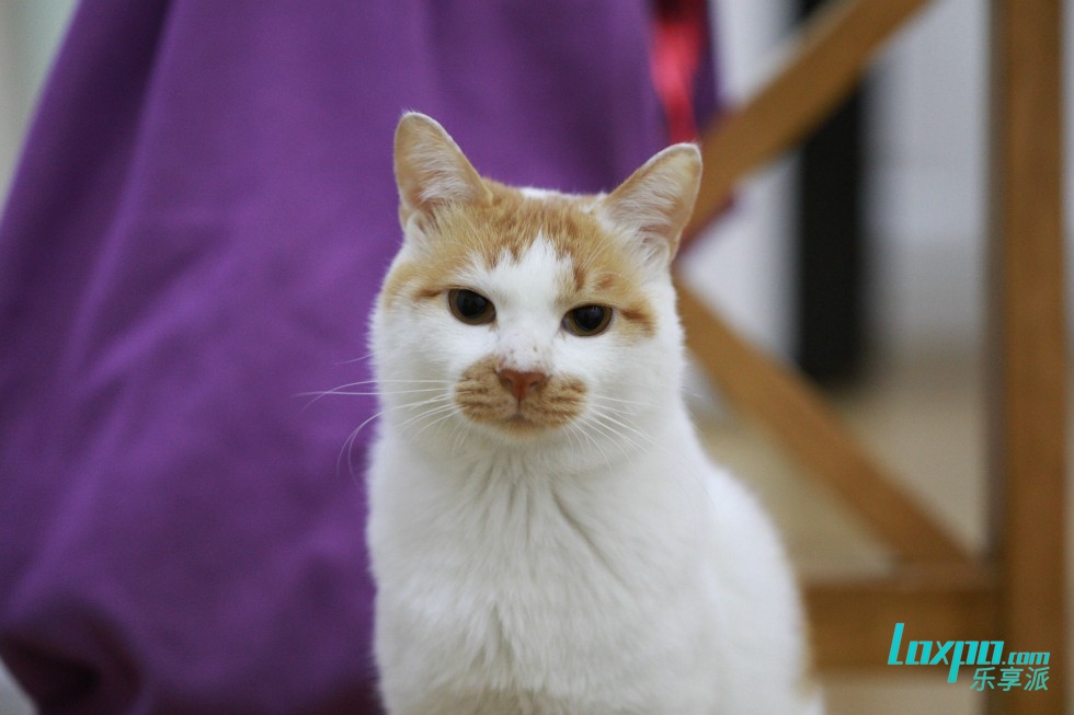 智能家居很贵？89元的天猫精灵三件套了解下？
