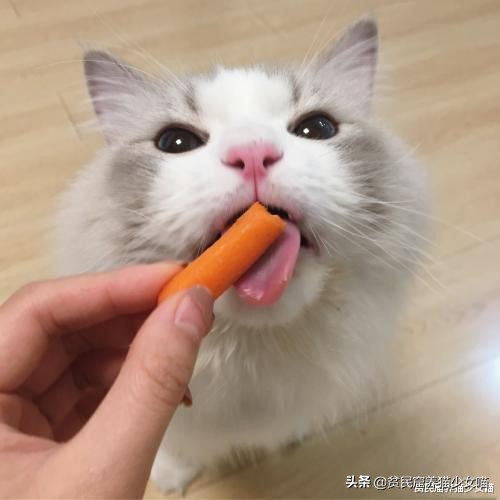 猫咪拉肚子医生给了益生菌,猫咪拉稀喂蒙脱石散需求禁食吗