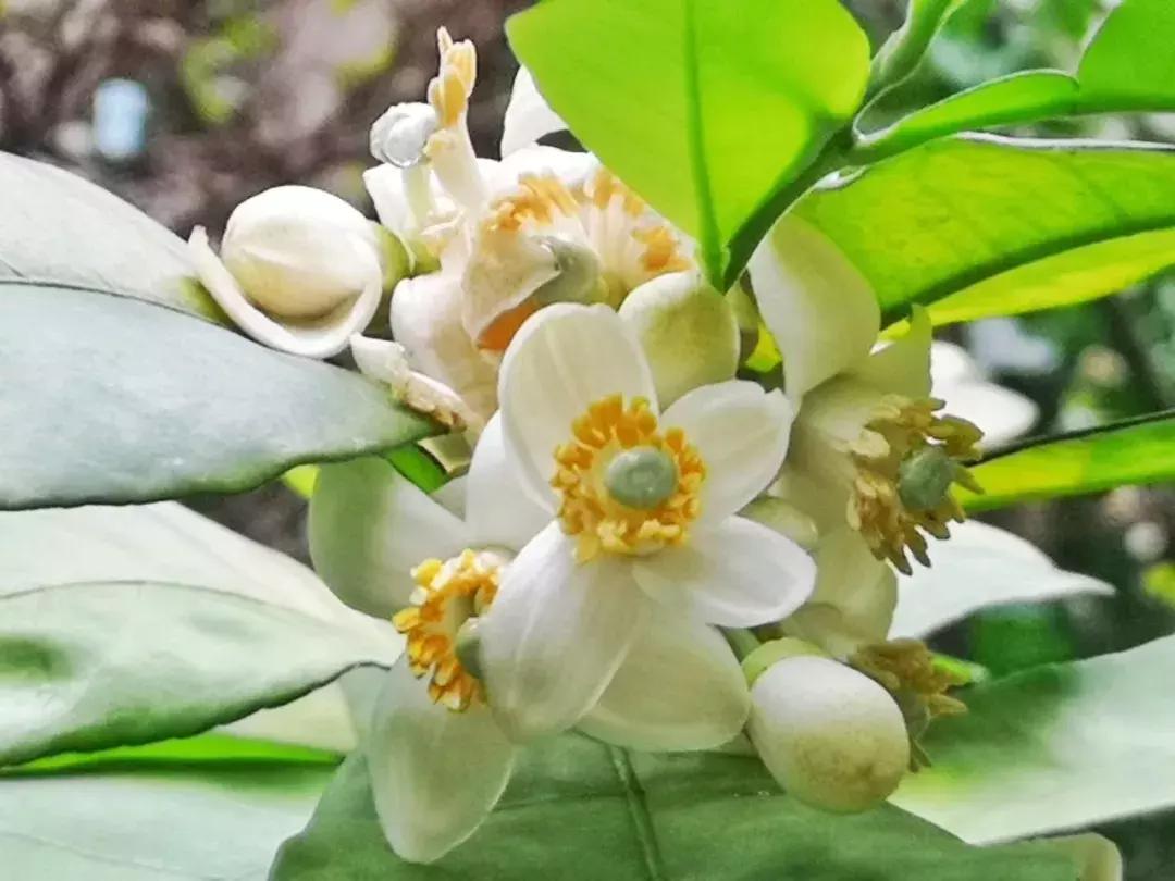今天是中国的节日,今天是中国传统节日