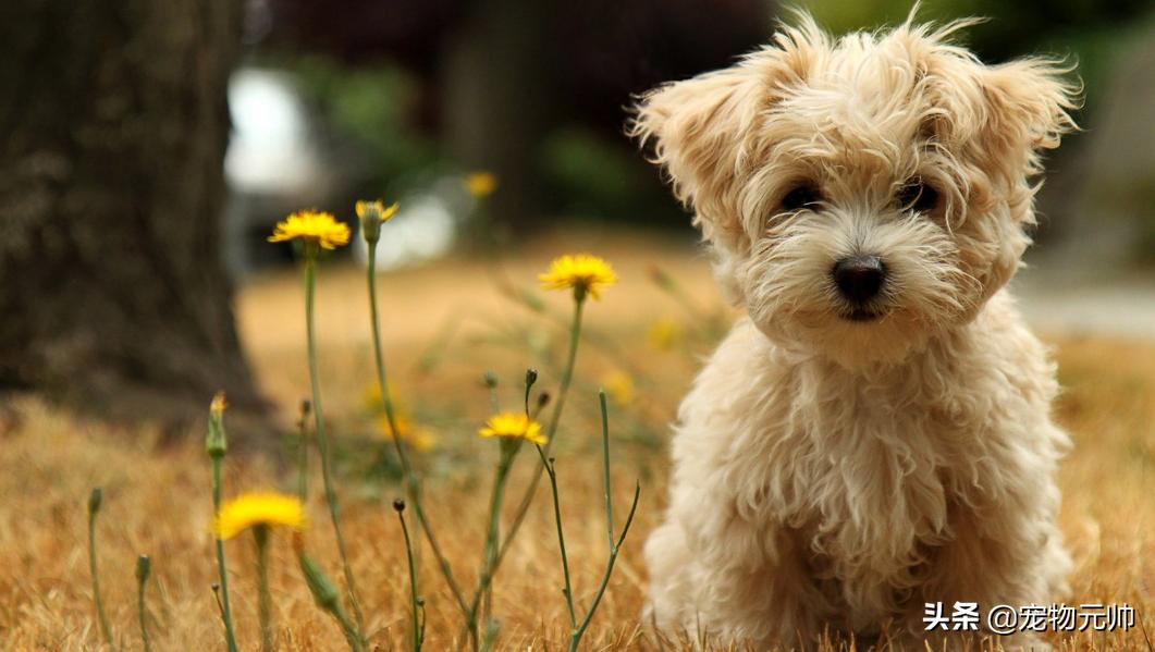 可爱的小型犬,可爱好养的小型犬