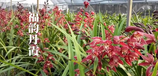 农村乡下种植的兰花,农业种植致富项目兰花