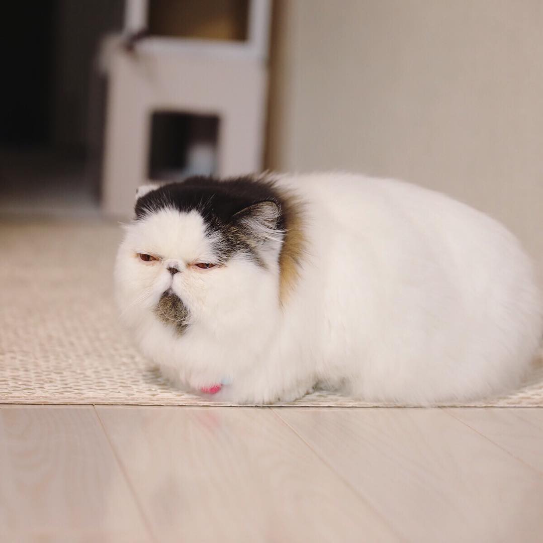 猫瘦了怎么才能长胖,猫咪瘦了怎么快速变胖