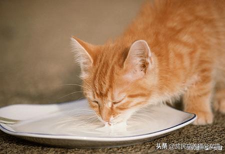 猫咪拉肚子医生给了益生菌,猫咪拉稀喂蒙脱石散需求禁食吗