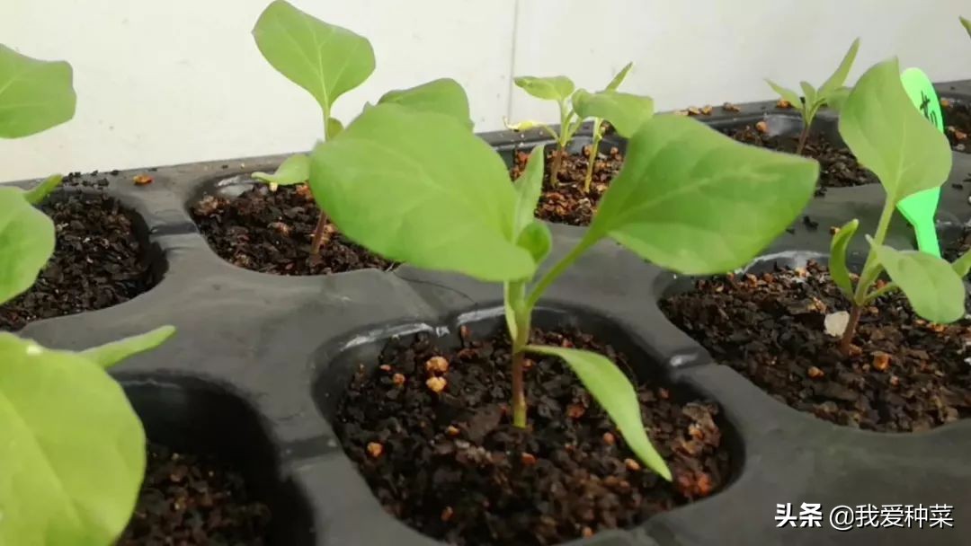 茄子怎么催芽最快最好,茄子苗育苗怎样动手出苗比较快
