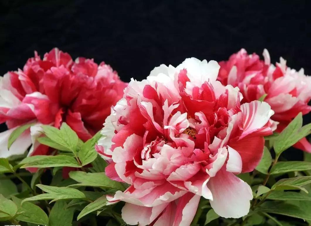 世界各国国花有哪些,各国的市花和国花有什么
