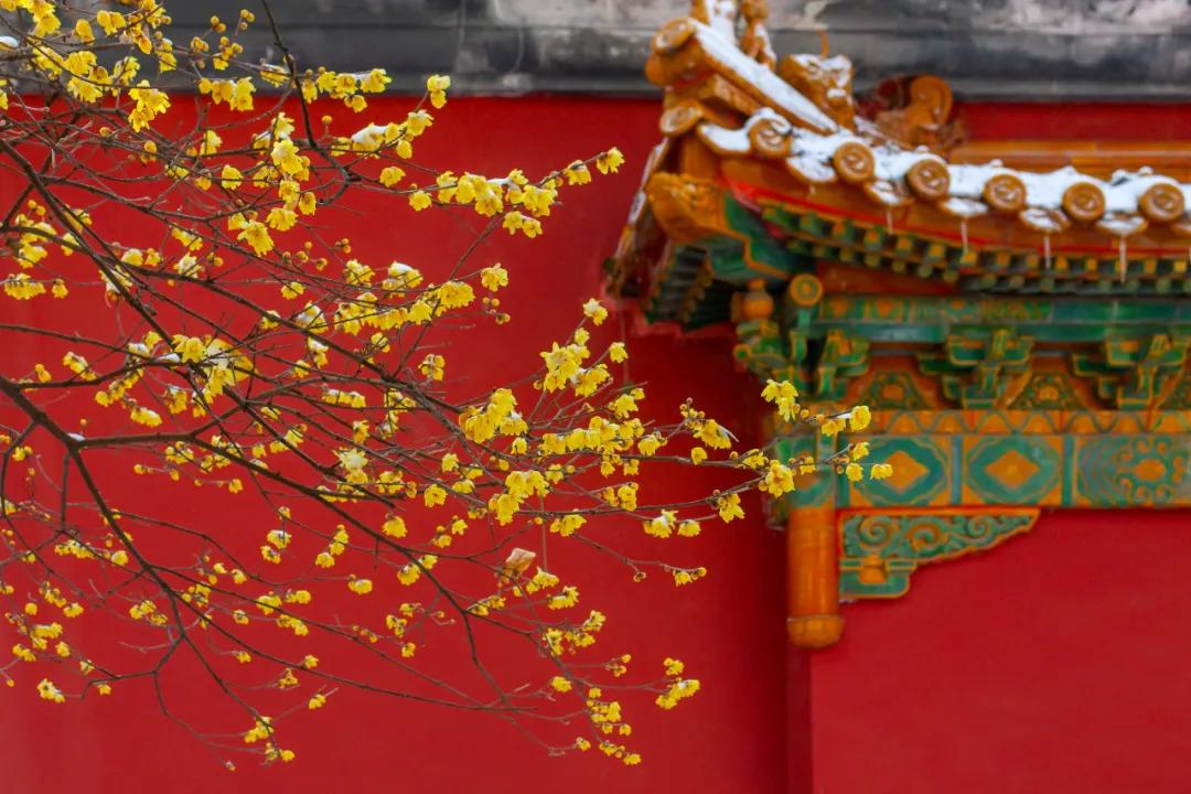 中国人喜欢的瓷器,康熙款青花加彩冰梅纹罐