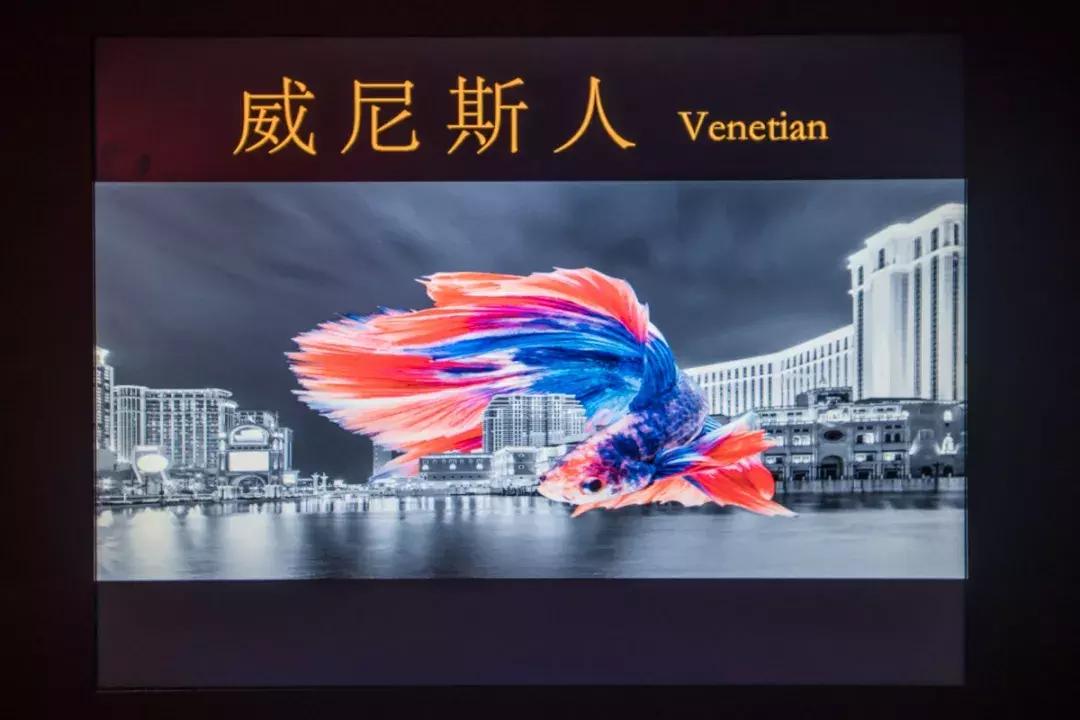 斥资1500万！人广惊现①家*场赌**火锅，明星、赌王千金都来打call