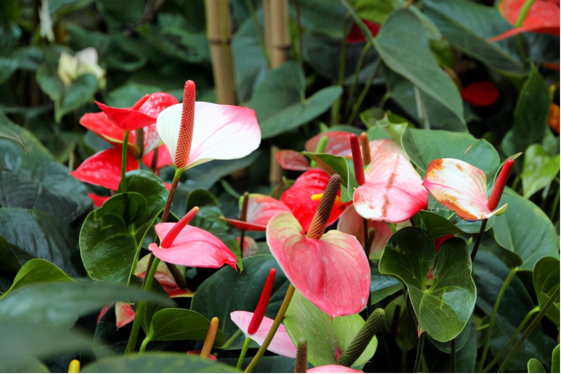 园林花卉学知识点,园林花卉学第三版知识点