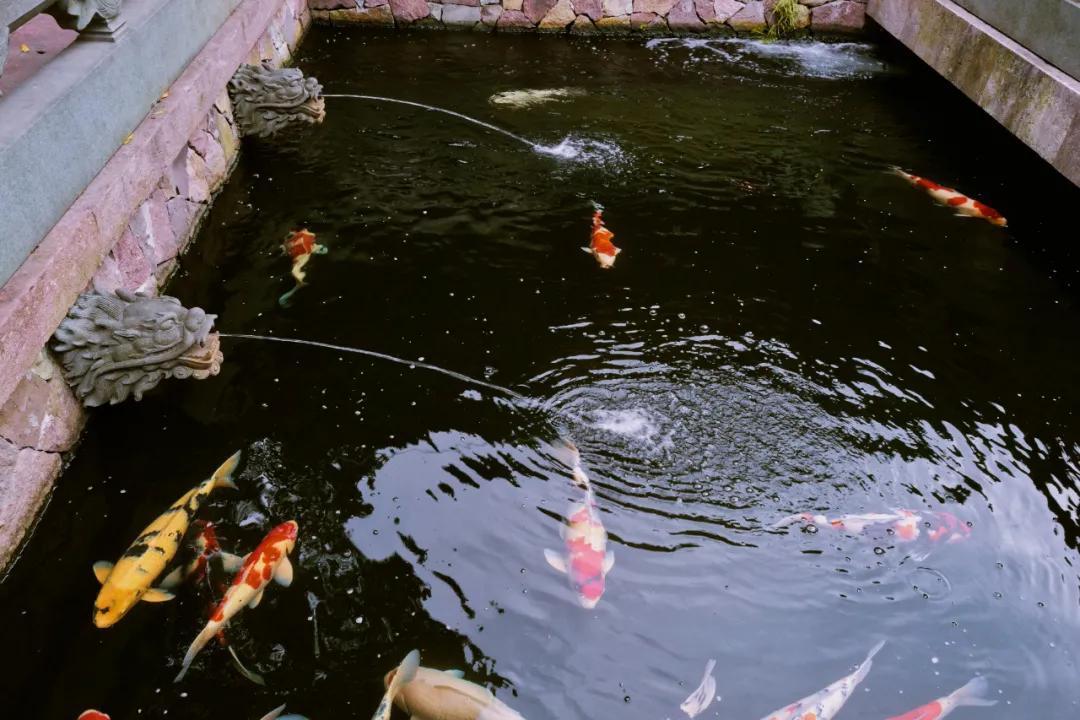 这该死的魅力原版搞笑,这该死的魅力完整版