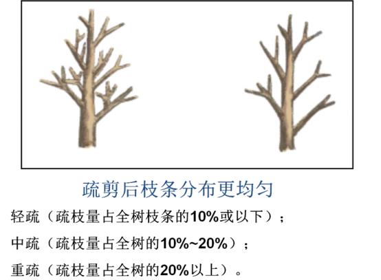 最全最完整的园林植物整形修剪技术规范（转自农林慧小妹，收藏）