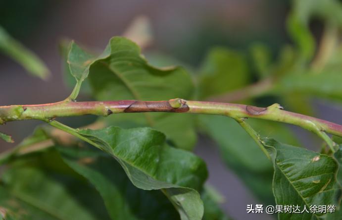 桃子褐腐病和炭疽病的区分,怎样防桃子褐腐病