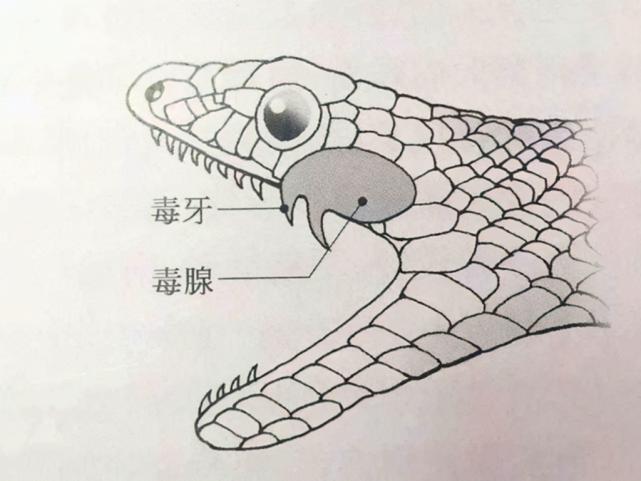 大连蛇岛20000条毒蛇吃什么,中国大连蛇岛蛇是怎么形成的
