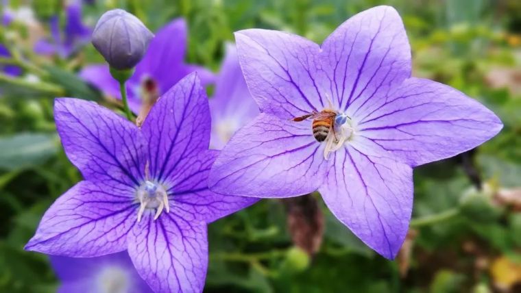 园林花卉学知识点,园林花卉学第三版知识点