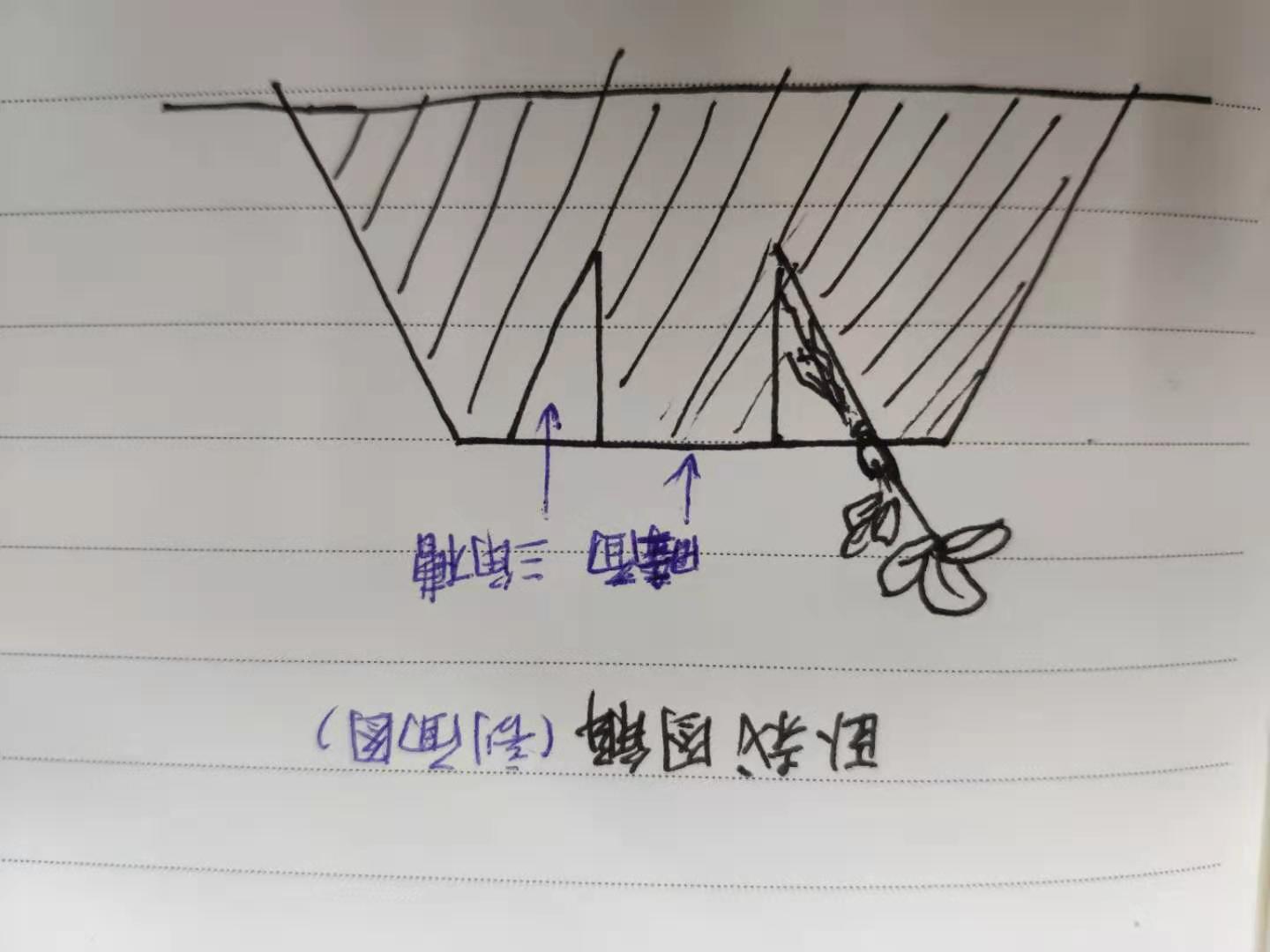 草莓定植需求注意哪些,草莓定植后的管理方法
