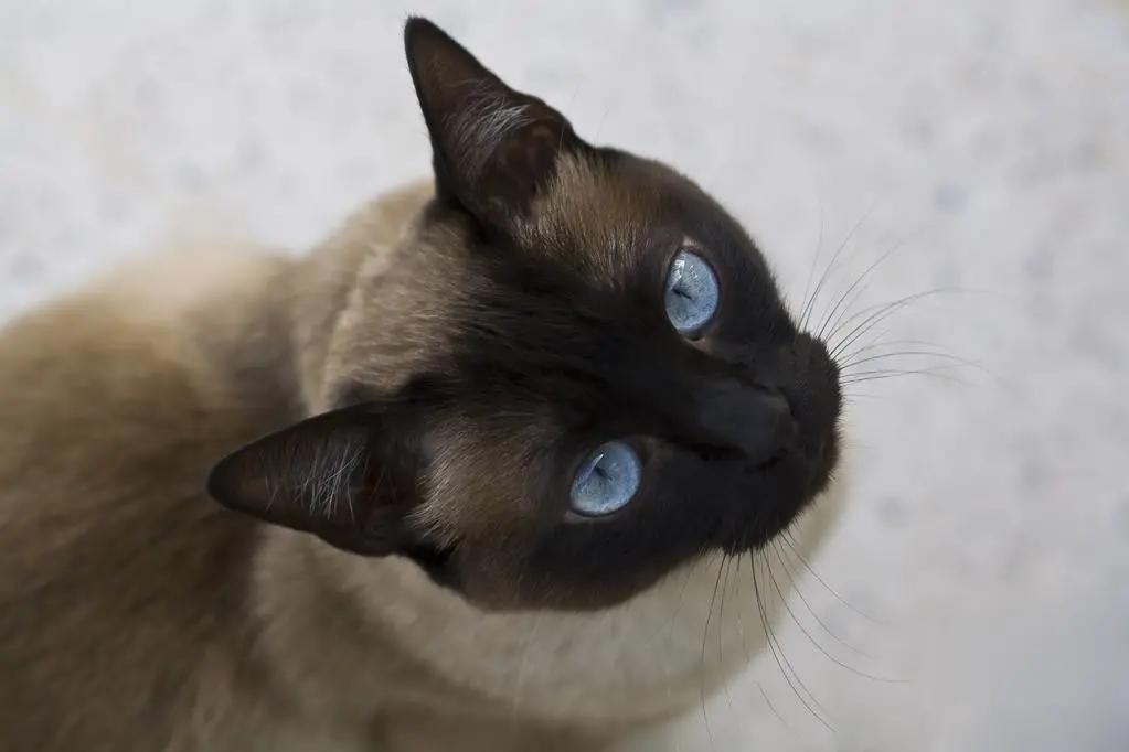 暹罗猫挖煤工怎么念,挖煤猫和暹罗猫怎么区分