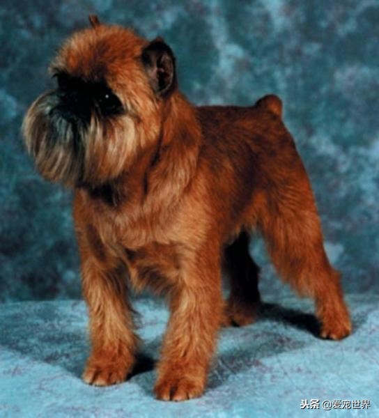公认最粘人的三种犬,什么小型犬最黏人