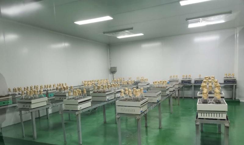 黑龙江鹤岗：政府鼎力相助“鼎尊生物”日产10万菌棒“不够卖”
