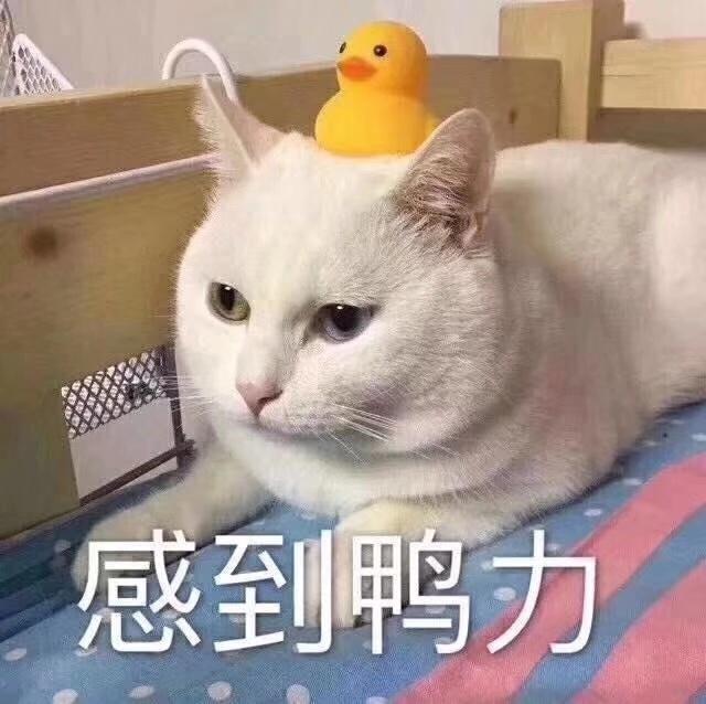 养猫一年要花多少钱,养猫一年下来多少开销