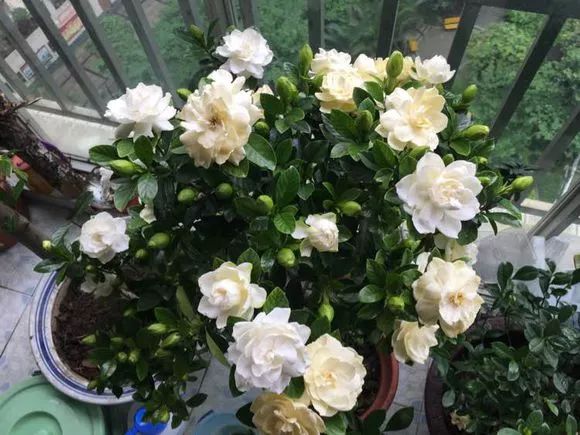 4种花超级好养,4种花超好养的