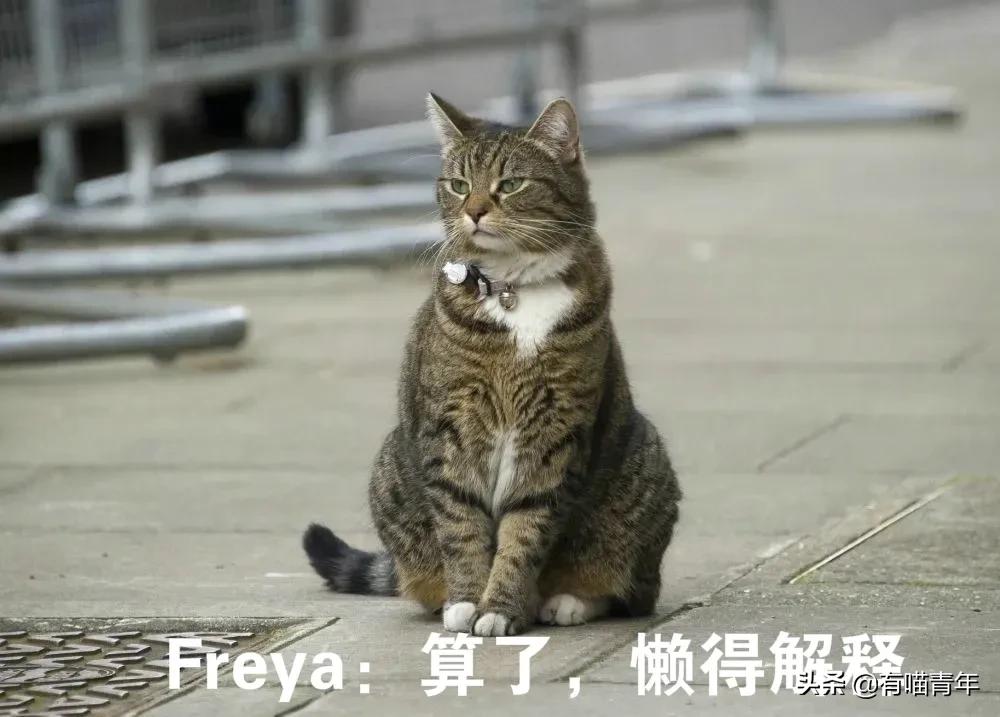 英国第一御猫,英国第一猫拉里视频