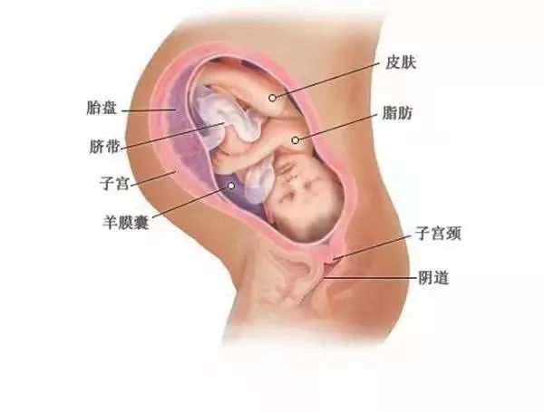 孕期1-40周胎儿发育全过程,孕一周到40周胎儿发育全过程
