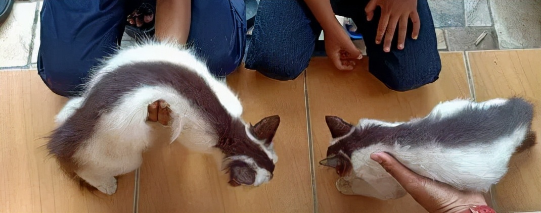 全球罕见足球猫冲上热搜，网友：指定染色！结果......哈哈哈哈
