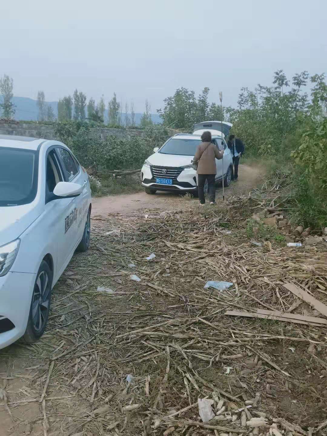 客官留步柿子红了图片,柿子红了我们一起去摘