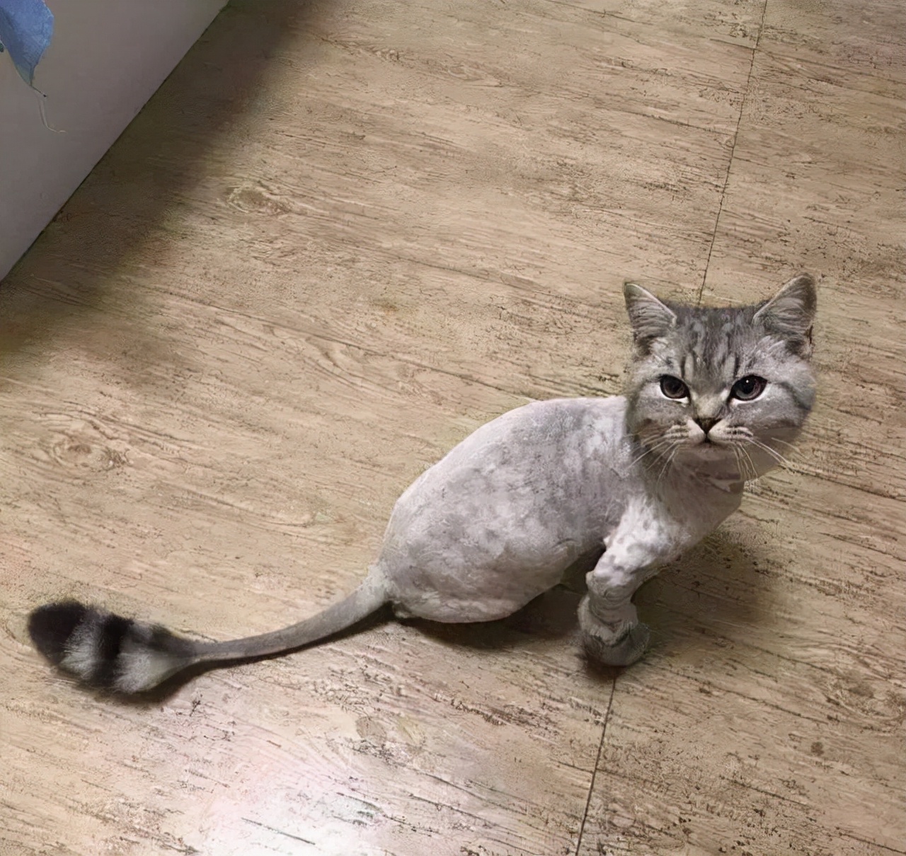 给猫咪剃毛会有哪些危害,一年的猫咪掉毛很严重需求剃毛吗