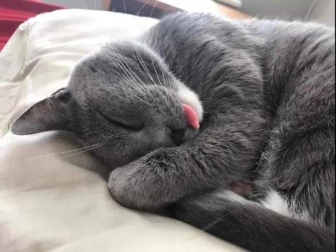 吐舌头的猫是有病吗,吐舌头的喵星人