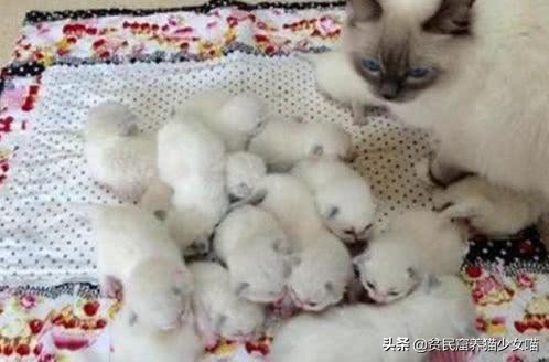 母猫产后如何护理,母猫产后护理