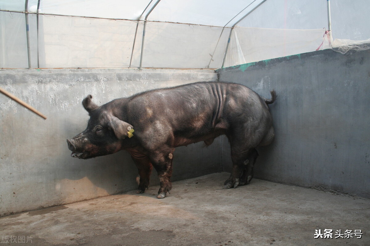 牛输精难穿过子宫颈,子宫颈细怎么输精