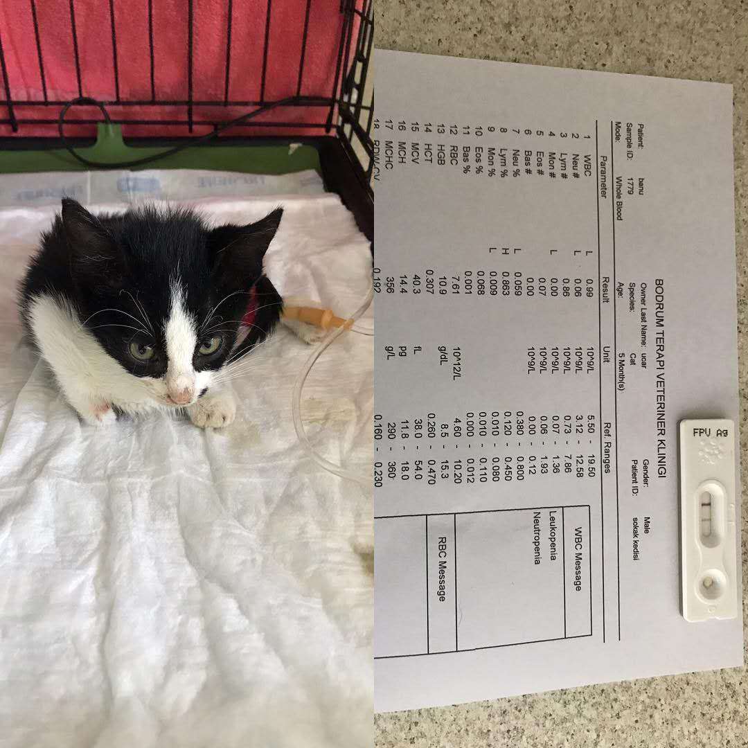 猫瘟热属于哪种病毒,猫瘟热什么症状