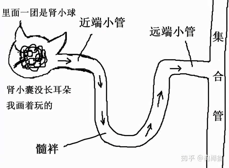 为什么很多猫咪会死于尿毒症？