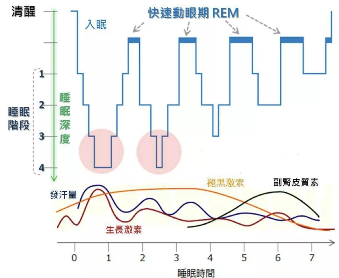 呃！人睡着后，会变冷血动物？睡觉会让大脑缩小20%？