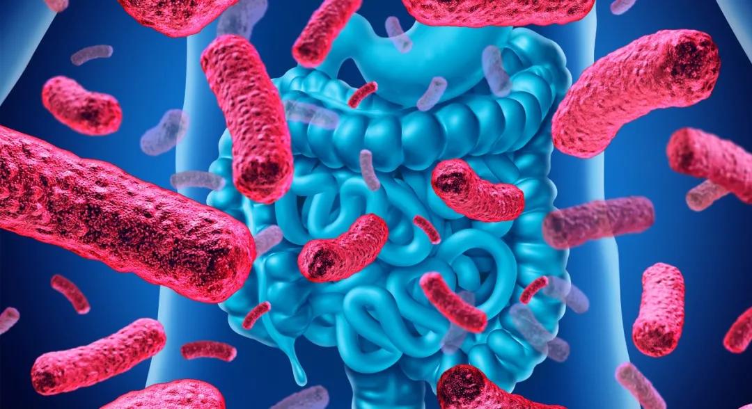 肠道微生物群如何影响您的健康,雌激素与肠道微生物组