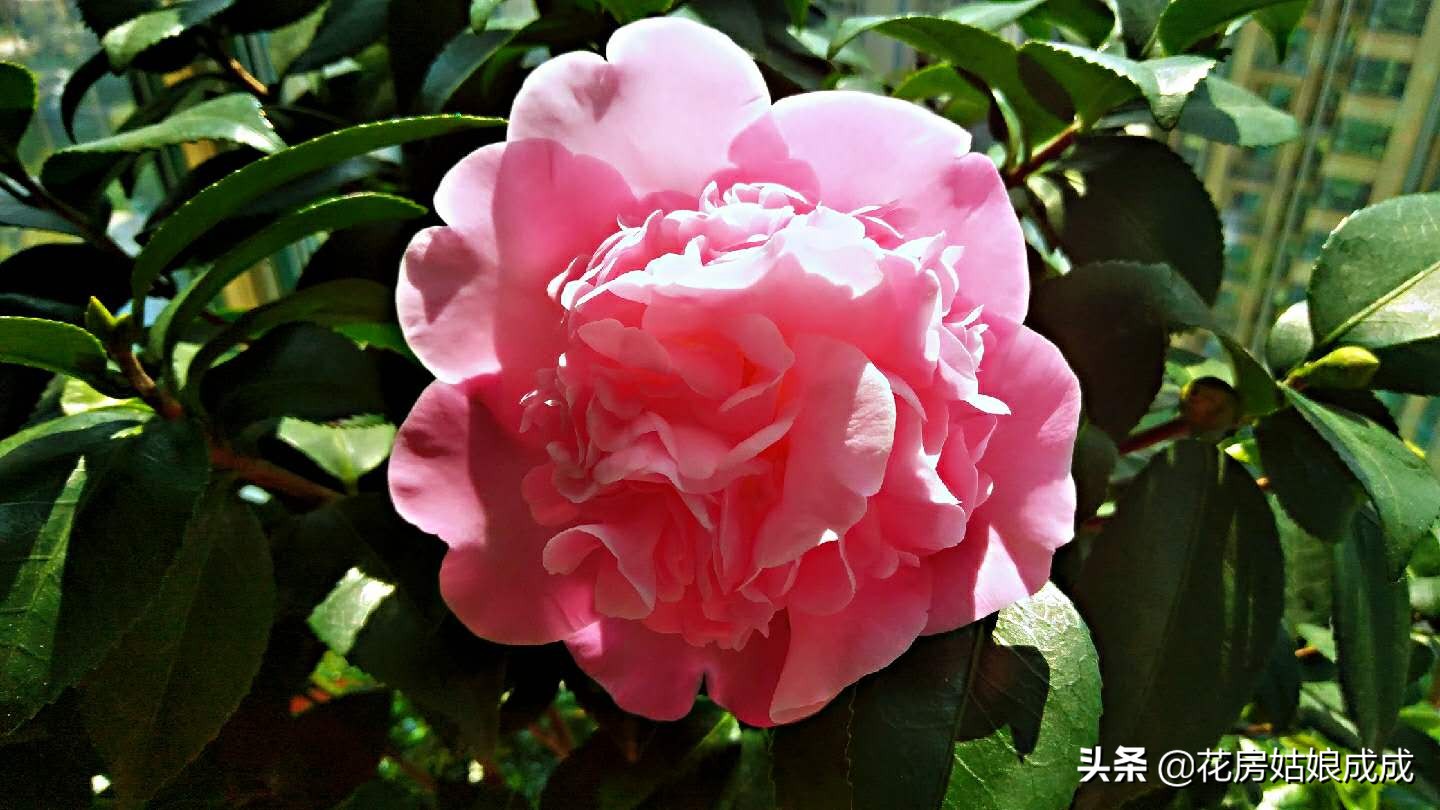 过年回去家里的花怎么办,过年花花草草怎么浇水