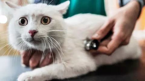 猫咪贫血吃补血肝精多久能好,猫咪有贫血和肾衰能治好吗