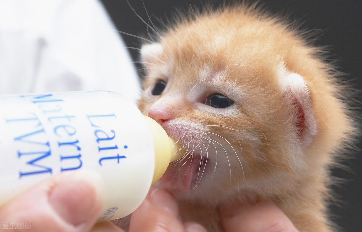 一个月的橘猫怎么喂养,橘猫怎么喂养最好