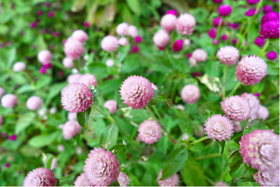 园林花卉学知识点,园林花卉学第三版知识点