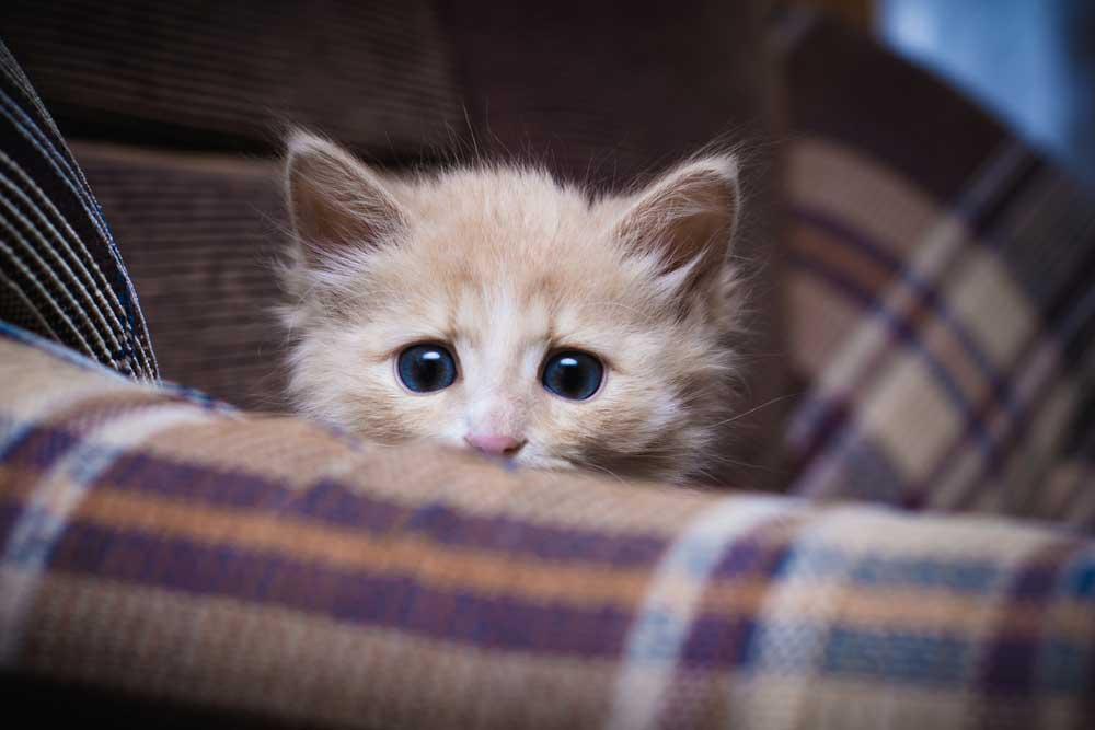 猫咪特别怕人警惕性很高怎么办,如何让猫咪不怕人的三个方法