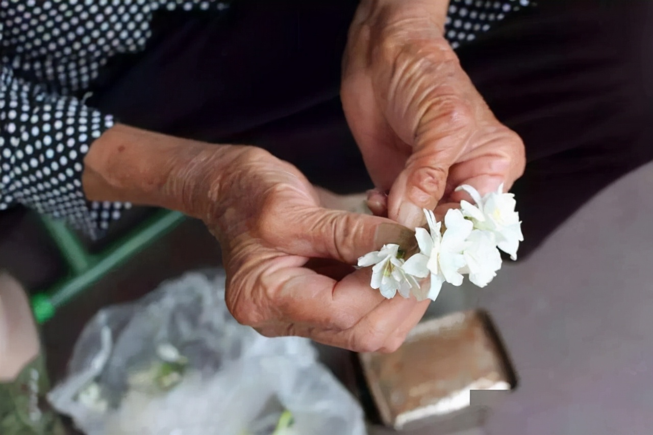 开春后茉莉花怎么养护,茉莉花春季怎么防寒