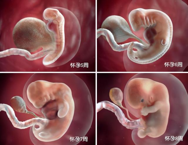 胎儿在母体内长大图片,胎儿在体内如何发育视频