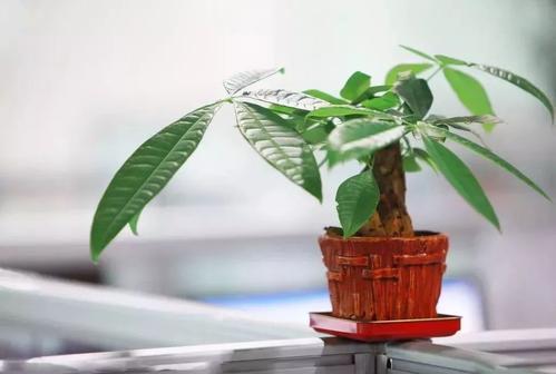 屋里带来财运的花有哪些,家里风水聚财的花是什么