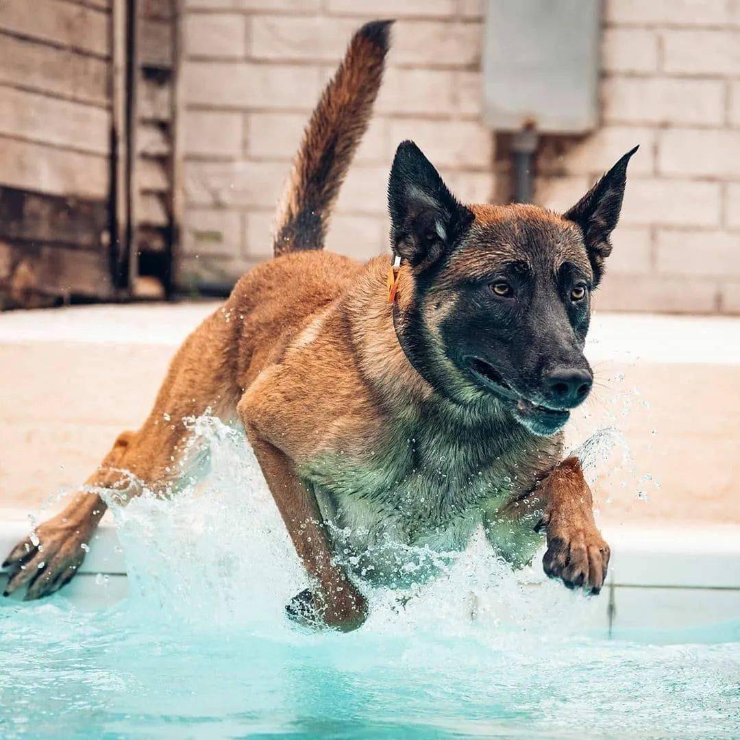 马犬为什么能成为主流的警犬,警犬种类马犬