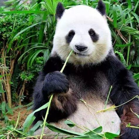 超猛！双十一机票全攻略！附君行义工项目航线最省钱买法