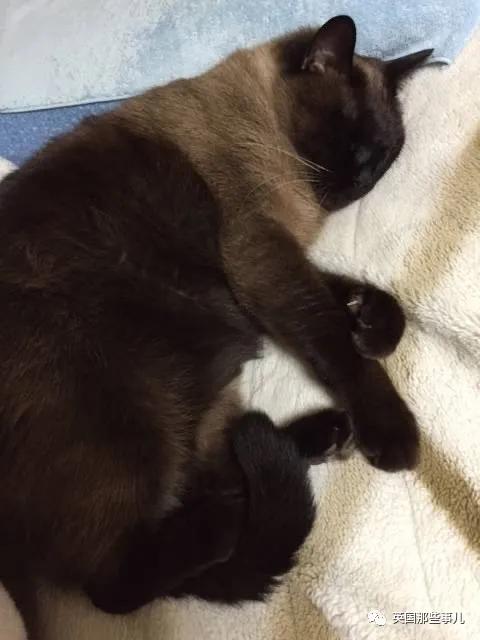 养暹罗等于养好几种猫,重庆暹罗猫变黑了还能白回来吗