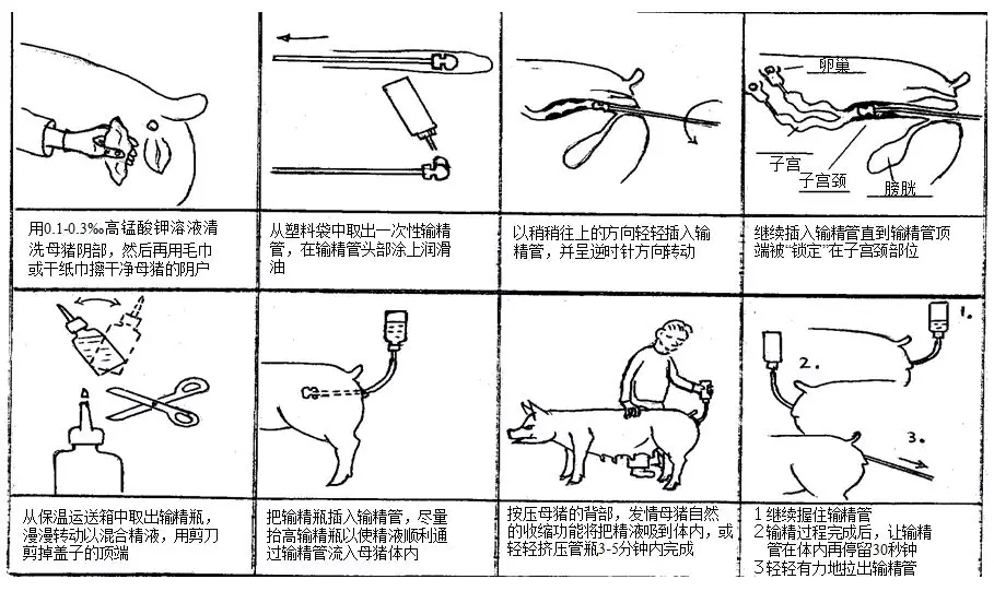 干货丨零基础教您给猪配种及配种后母猪的管理