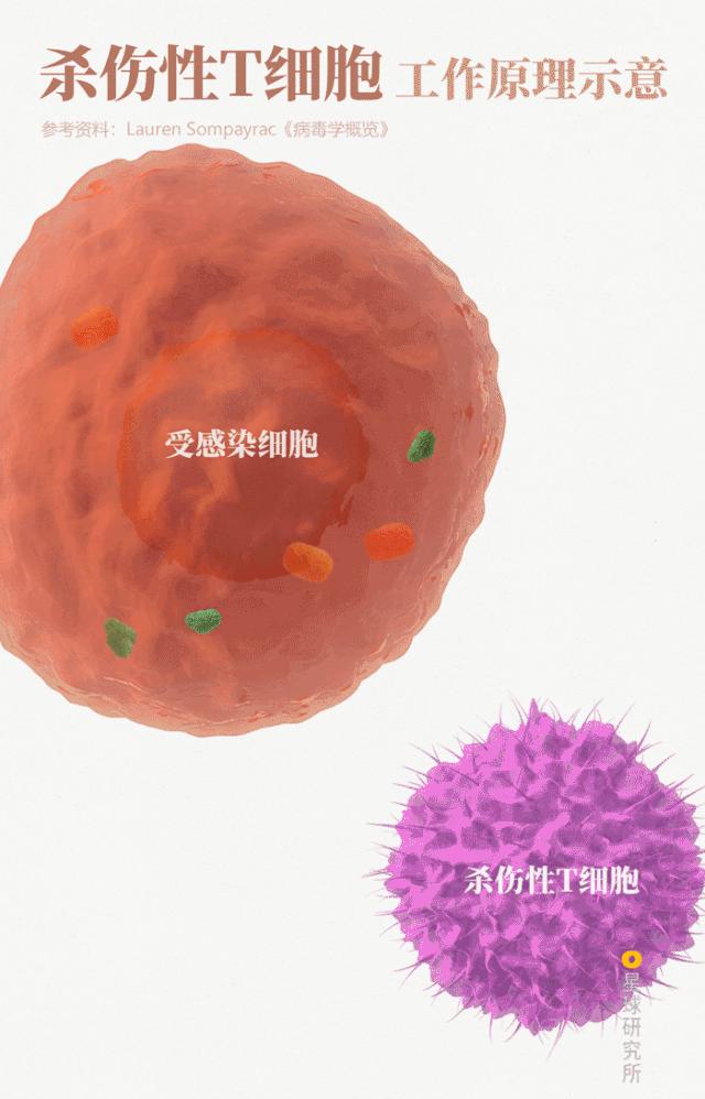 感染病毒后的168小时，你的体内都发生了什么？