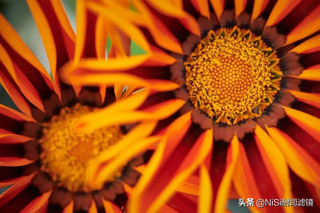 南非NiSi官方大使近摄镜使用心得